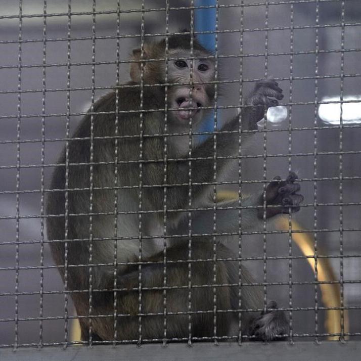 'Serious risks': Researchers join push against importing monkeys for drug testing